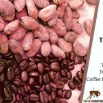 difference between coffee beans and cocoa beans