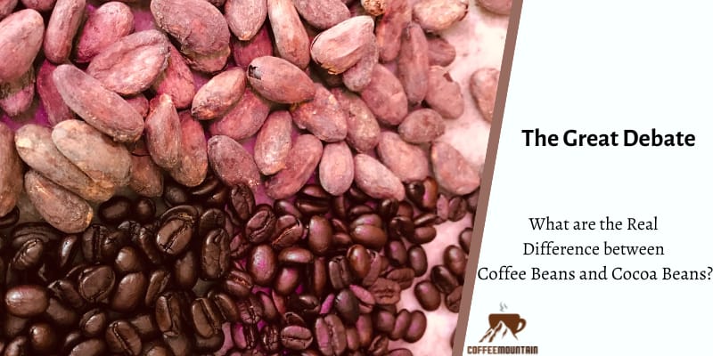 difference between coffee beans and cocoa beans